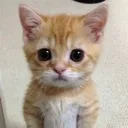 xvv_cat_2