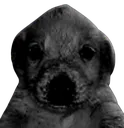 nosepso