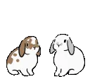 bunnyjump