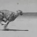 petcheetah