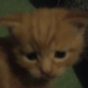 cattosaddo Discord emoji