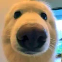 dogbruh