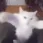cat_dance