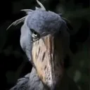 Elpato