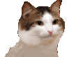 partycat Discord emoji