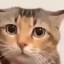nervous_cat