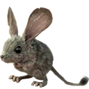 muaddib