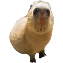 Wahuawobara
