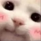 cute_cat cute_cat