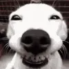 thedog thedog