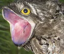 screambird