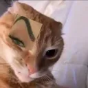 gatofacha2