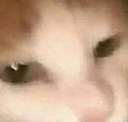 huhcat Discord emoji