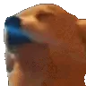 dogjam