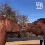 KissaBaj