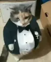 gx_coolcat gx_coolcat