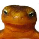 Salasquint