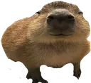 gort