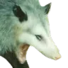 possum_screaming