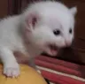 reeeecat