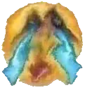 oog oog