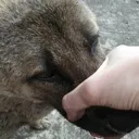 dog_im_coi