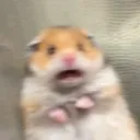 scared_hamster scared_hamster
