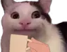 WC_Cat_sip