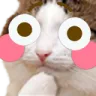 blushkitty