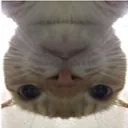 catstareupsidedown