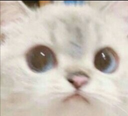 gudcat Discord emoji