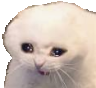 cryingcat2 Discord emoji
