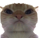 catstare Discord emoji