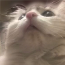 kittybb Discord emoji