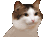 Cat38432684 Discord Emoji