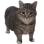catte