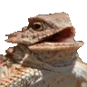 DevsAreLizards DevsAreLizards