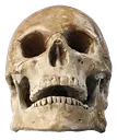 skullpng