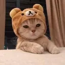 cathat cathat