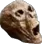 skullAUUGH