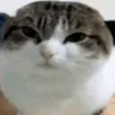 judgementcat