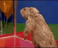 Gopher Gopher