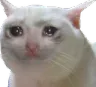 sadcat