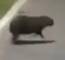 Megarat Megarat