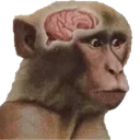 2815neuronactivation