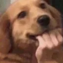 dogfingerbite dogfingerbite