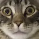 banditstare