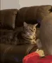 catannoyed