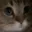 meow meow