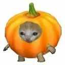pumpkinCat